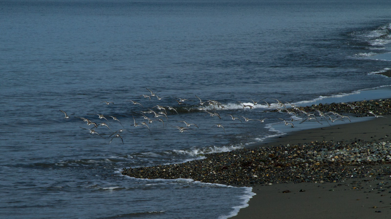 Sanderlings In Flight