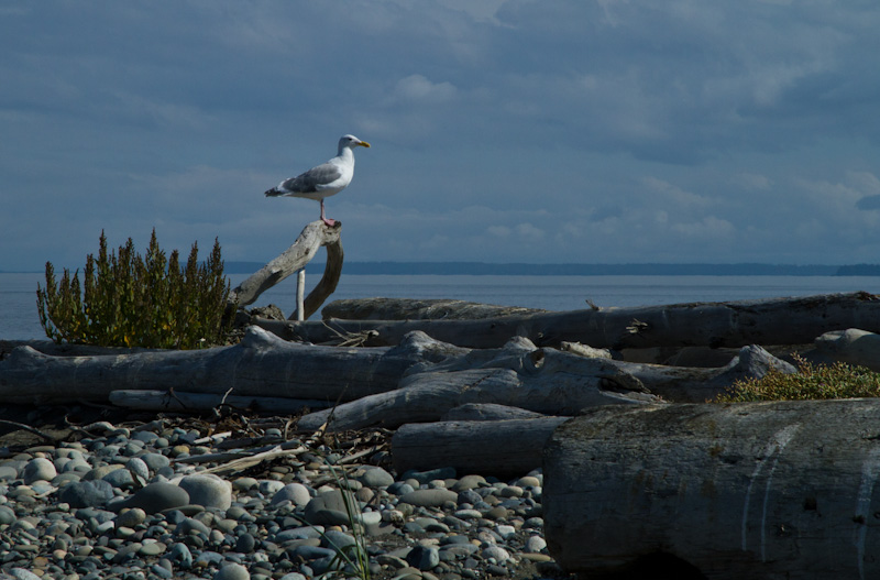 Sanderlings In Flight