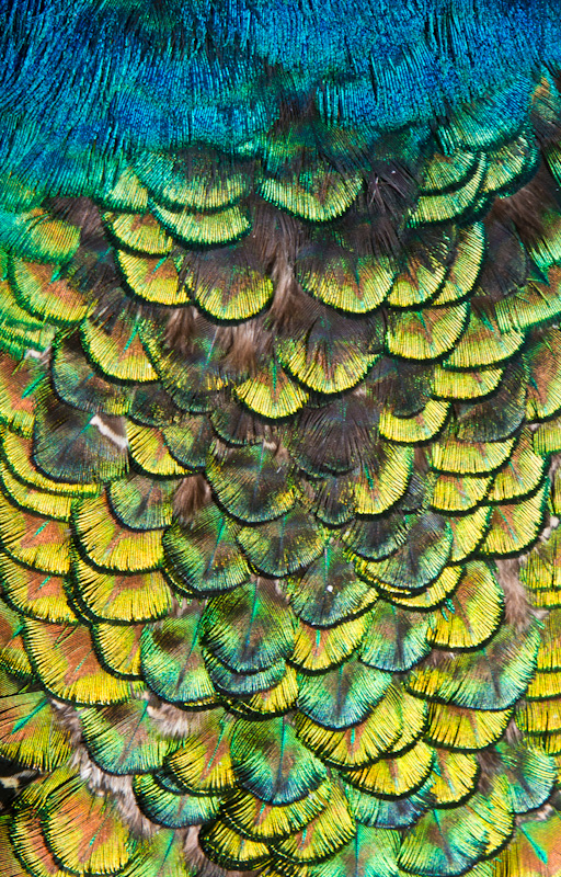 Indian Peafowl Feather Detail (Captive)