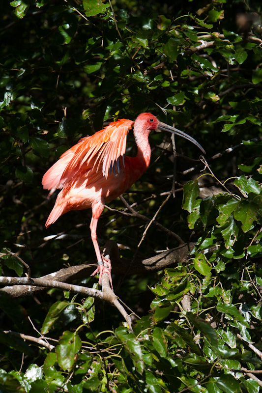 Scarlet Ibis (Captive)