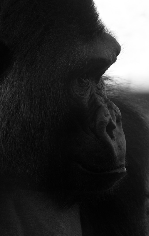 Gorilla (Captive)