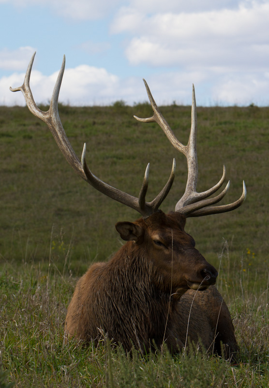 Elk (Captive)