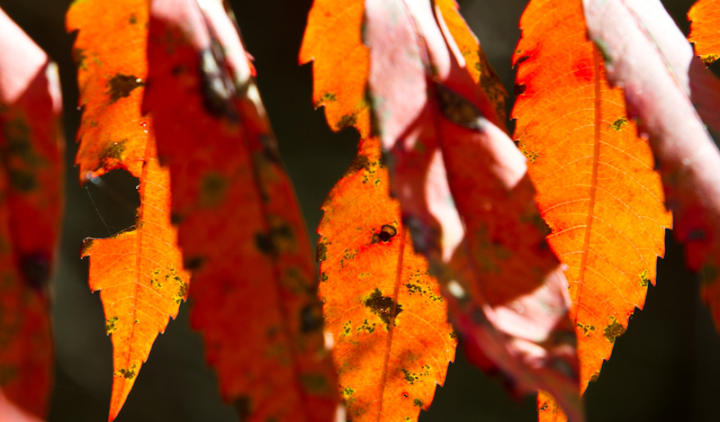 Sun Through Leaves