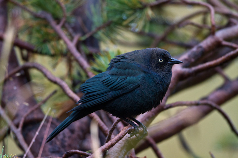 Brewers Blackbird