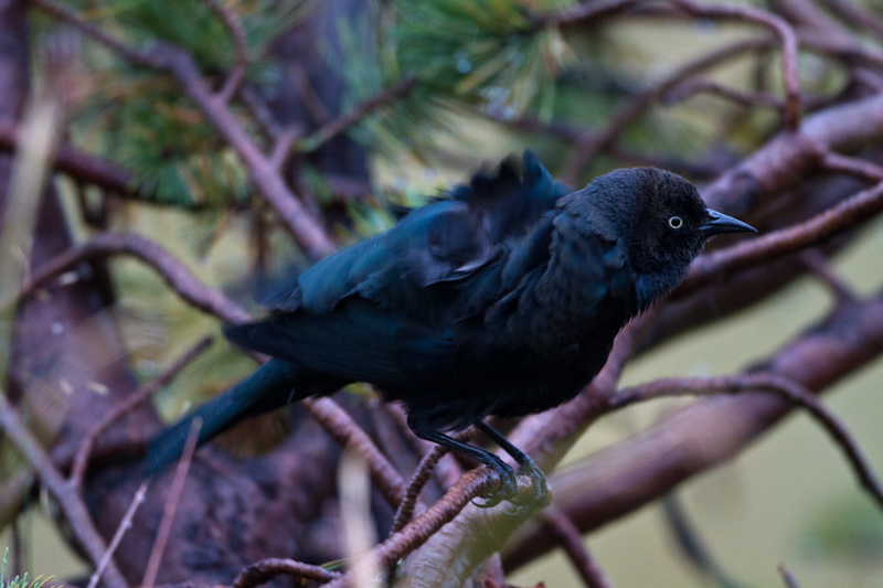 Brewers Blackbird