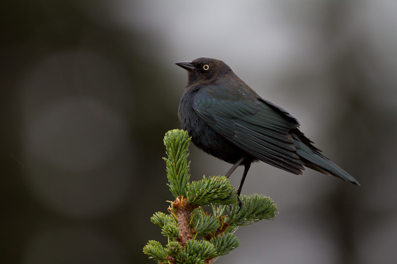 Brewers Blackbird