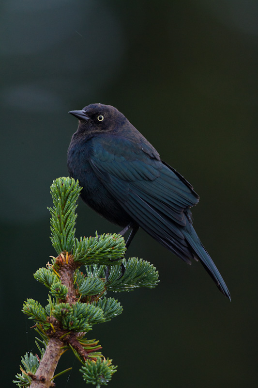 Brewers Blackbird