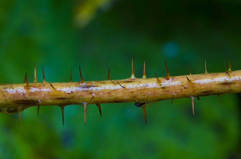 Devils Club Thorns