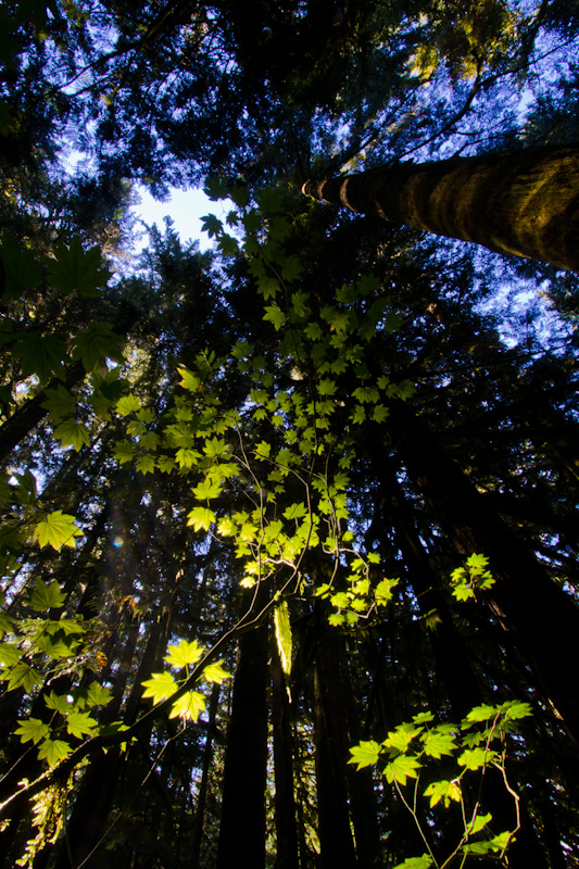 Sun Through Maple Leaves