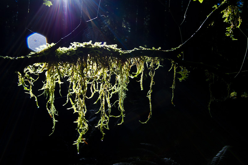 Moss On Branch