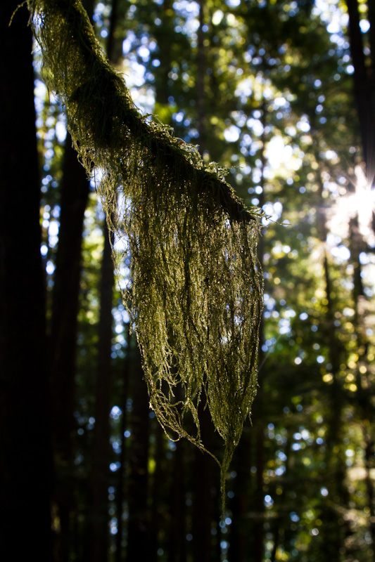 Moss On Branch