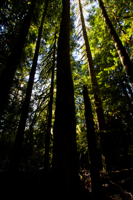 Sun Through Trees