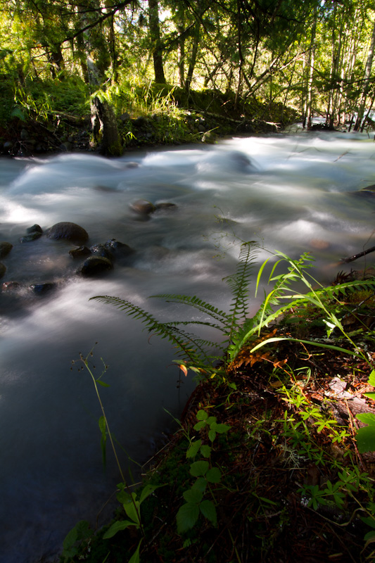 Nisqually River Side Channel