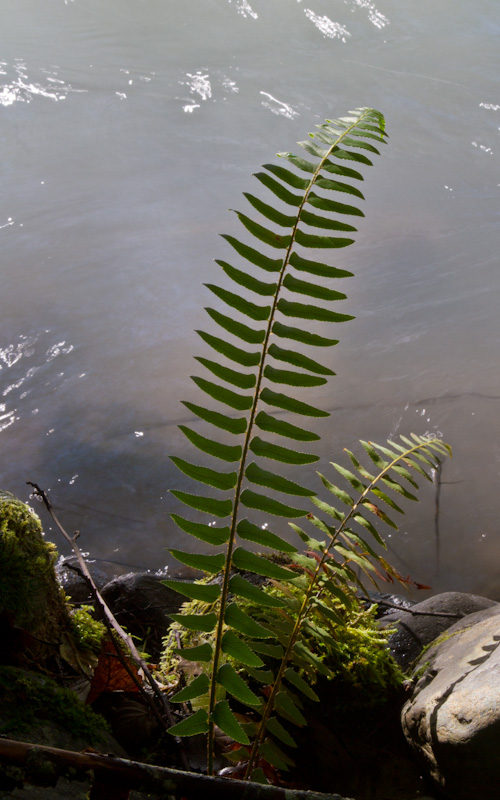 Fern On River Bank