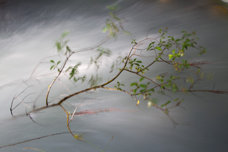 Sapling In Nisqually River