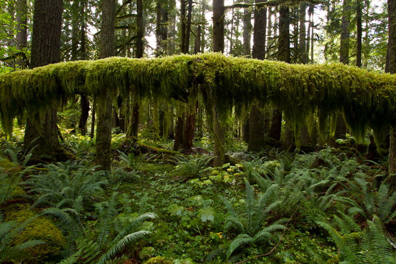 Moss Covering Suspended Fallen Tree