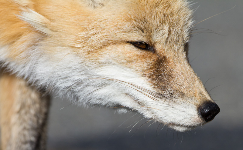 Red Fox