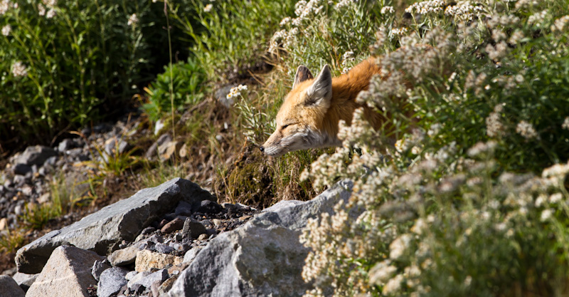 Red Fox