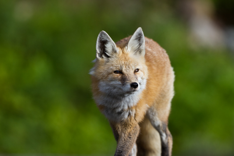 Red Fox