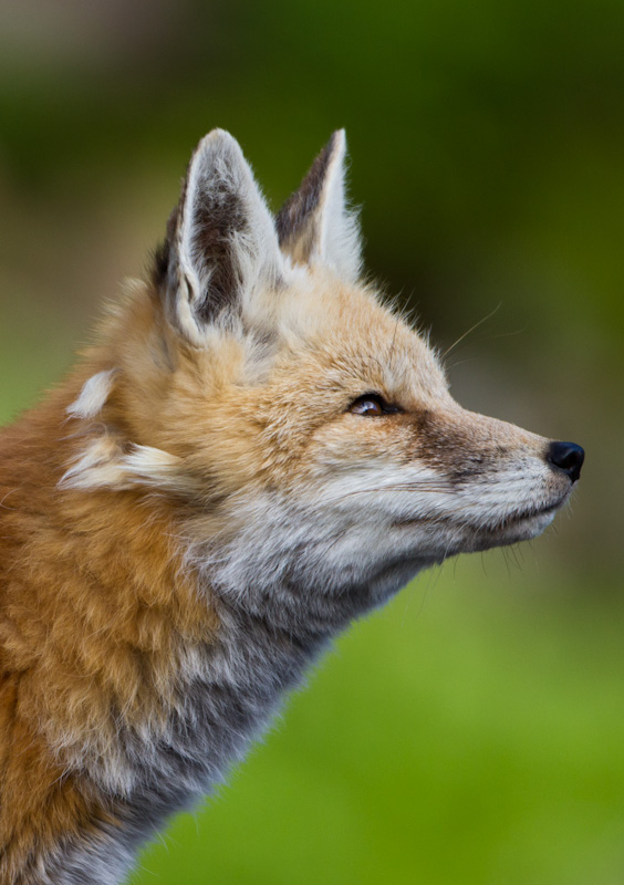 Red Fox