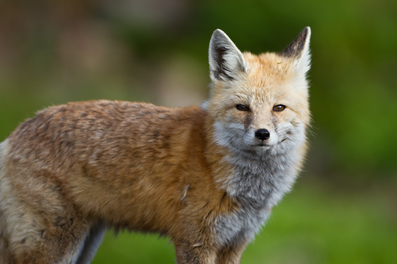 Red Fox