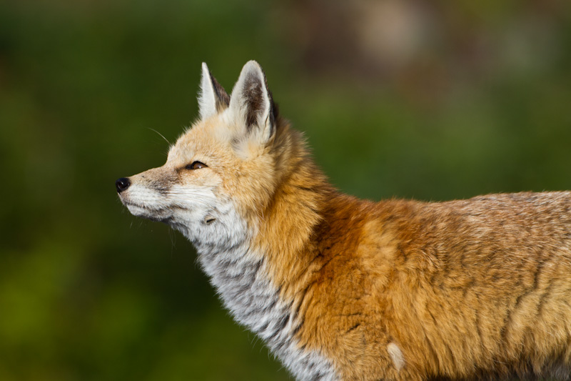 Red Fox