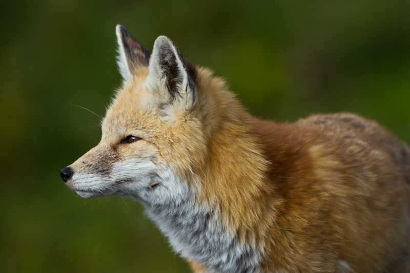 Red Fox