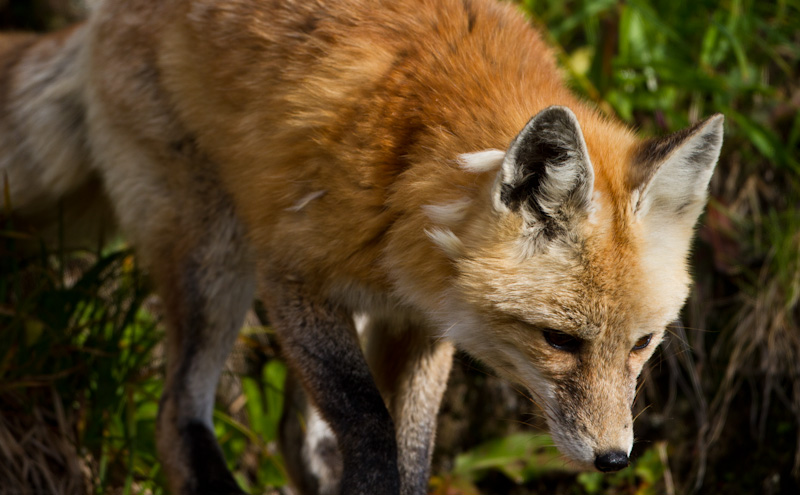 Red Fox