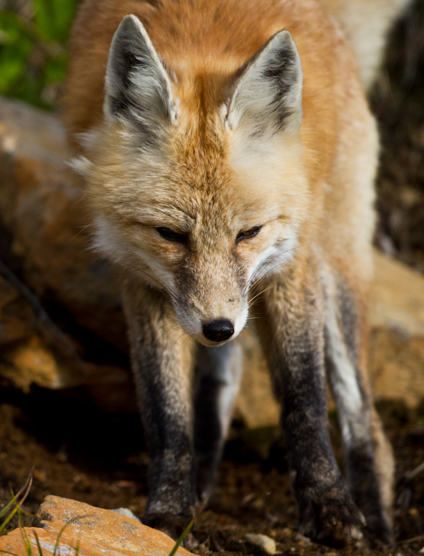 Red Fox