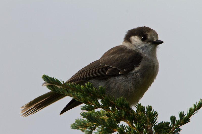 Gray Jay