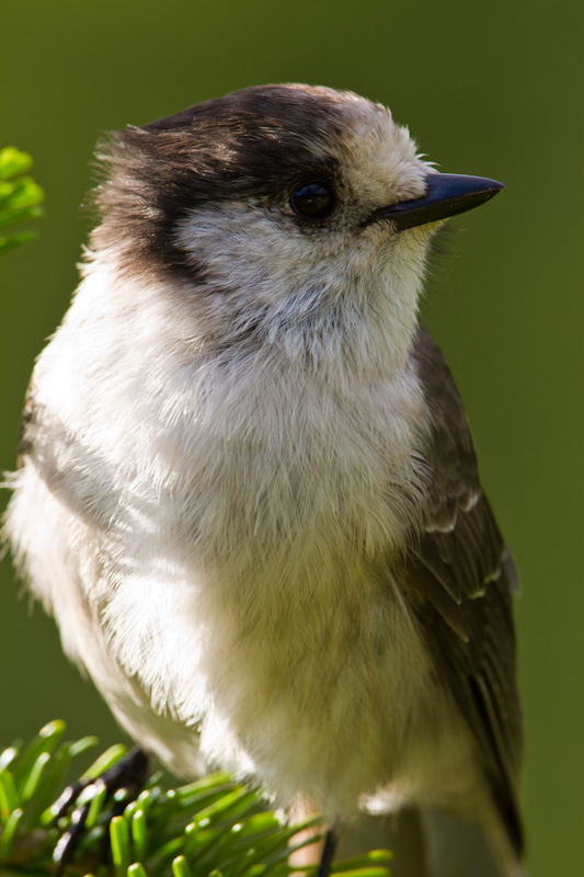 Gray Jay