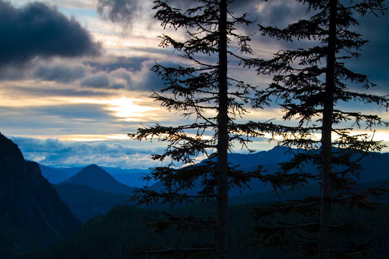 Tree Silhouettes At Sunset