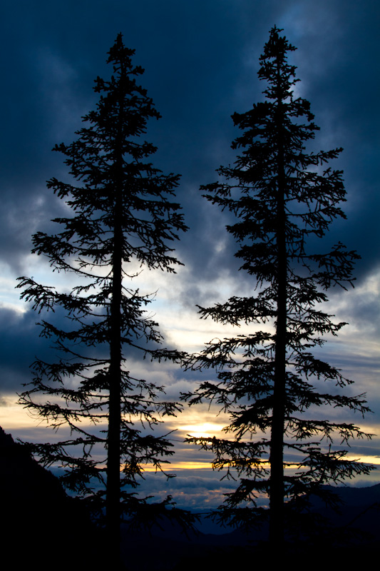 Tree Silhouettes At Sunset