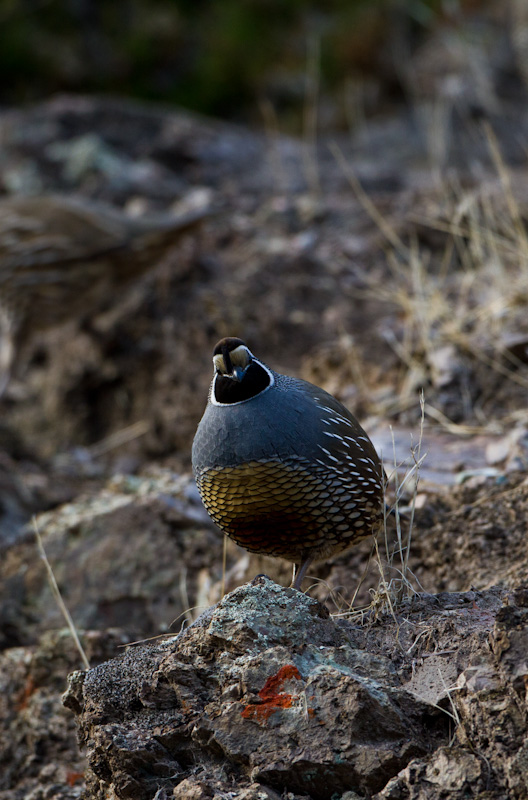 California Quail