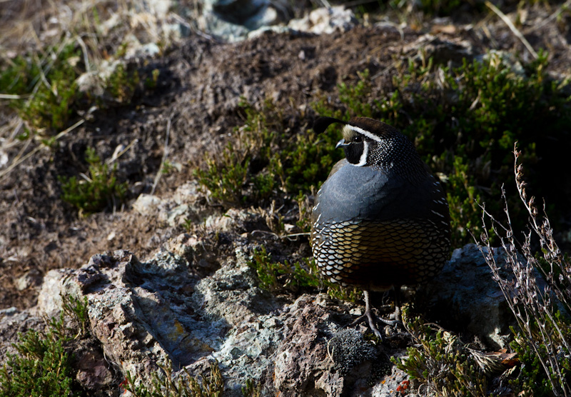 California Quail