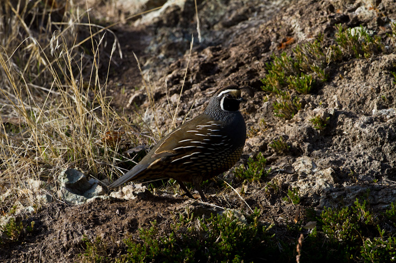 California Quail