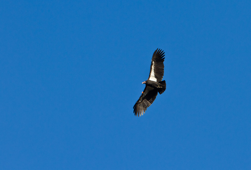 California Condor In Flight