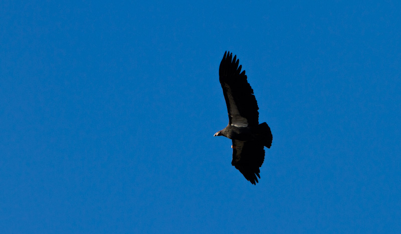 California Condor In Flight