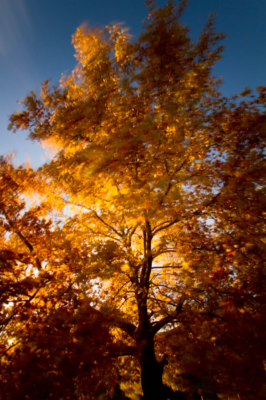 Sun Through Autumn Leaves