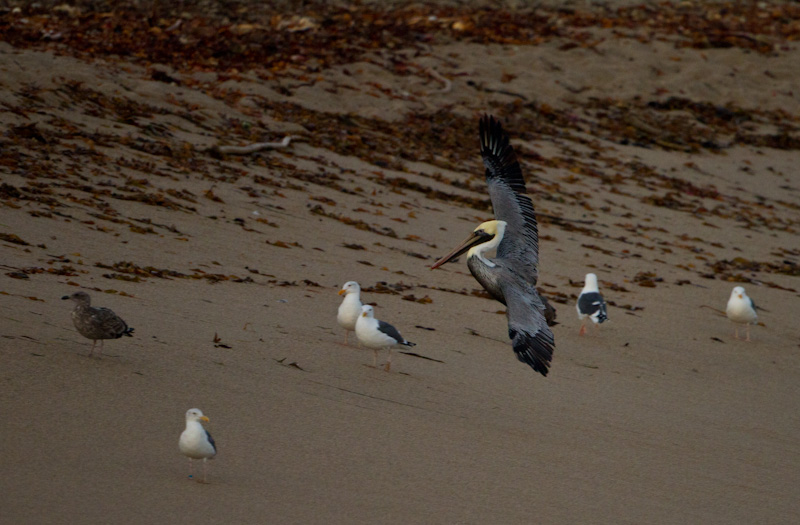 Brown Pelican In Flight