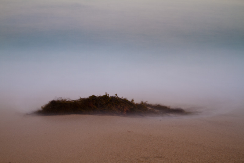 Waved Washed Kelp On Beach