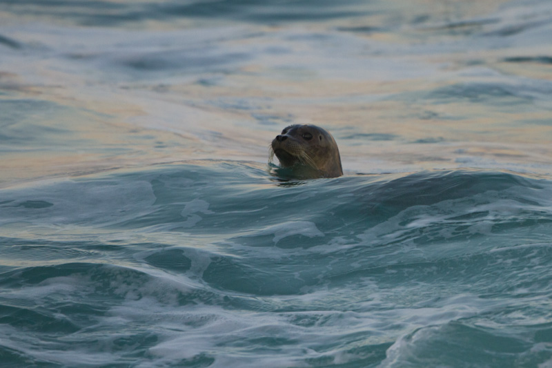 Harbor Seal