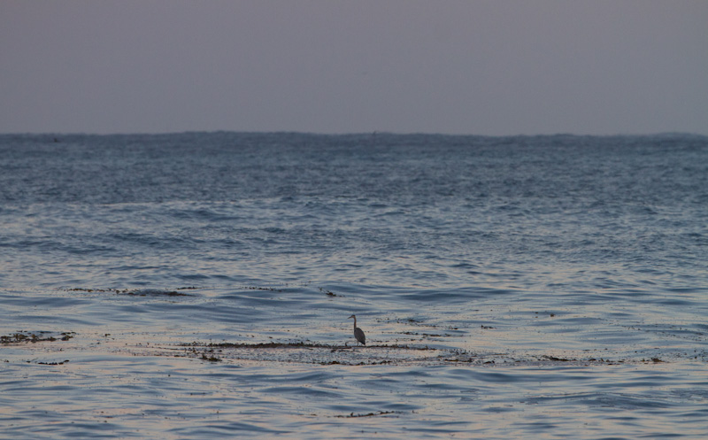 Great Blue Heron On Floating Kelp