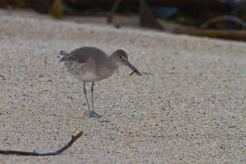 Willet Eating Isopod