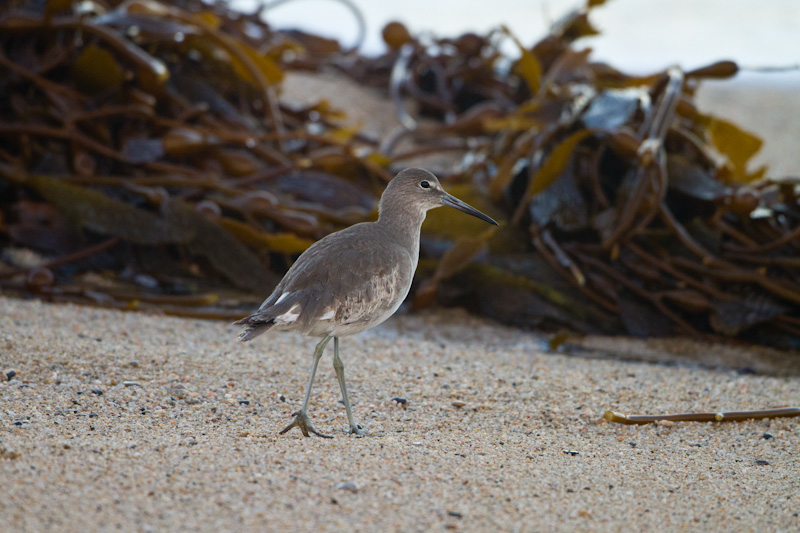 Willet