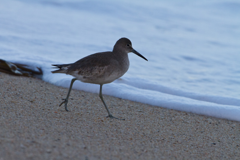 Willet