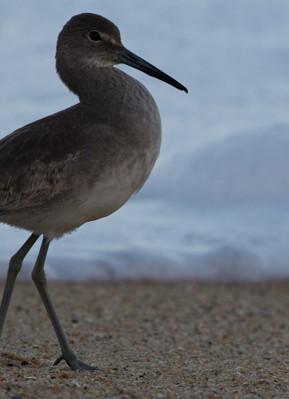 Willet