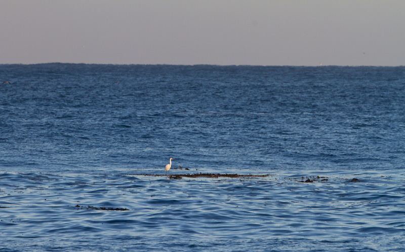 Great White Egret On Floating Kelp