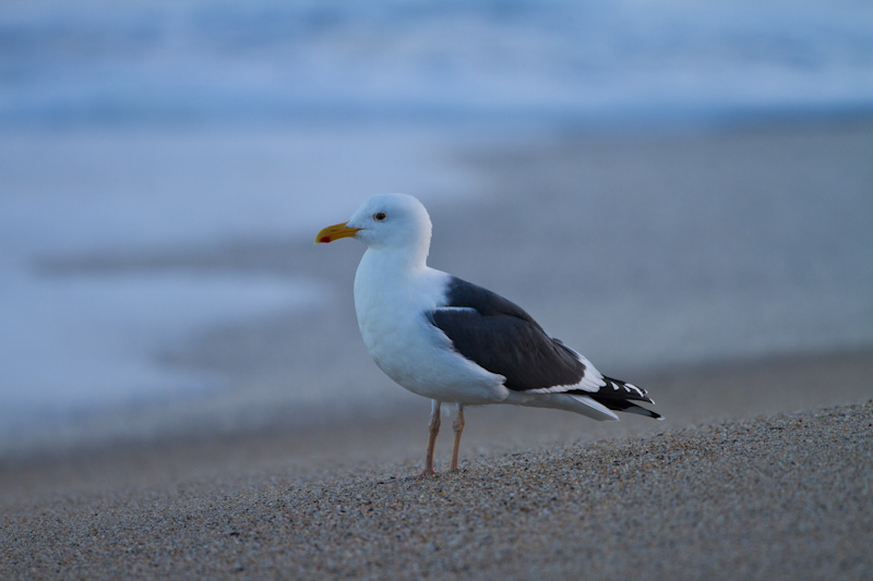 Gull On Beach