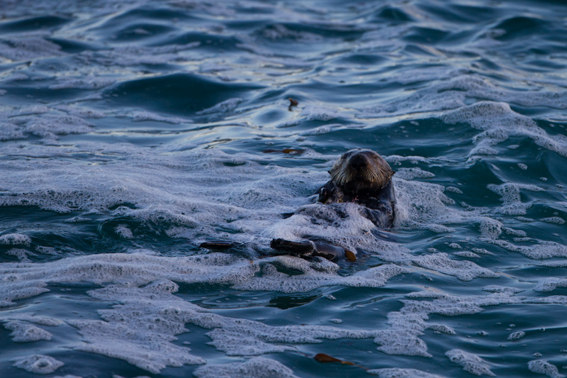 Sea Otters